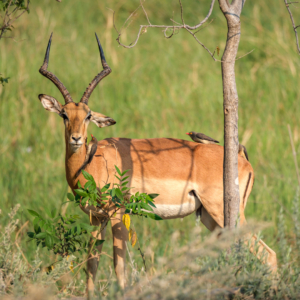 Botswana 2022 – Khwai, letzter Morning Walk