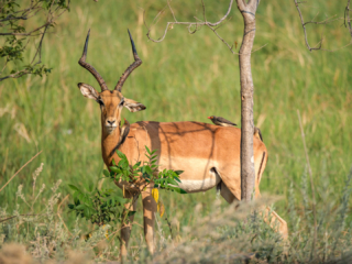 Botswana 2022 – Khwai, letzter Morning Walk Botswana 2022 – Khwai, letzter Morning Walk