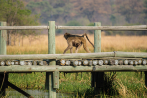 24.9.2022 - Moremi Khwai Bridge, Morning Walk, Baboon mit Baby