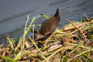 24.9.2022 - Moremi Khwai, Morning Walk, Black Crake (juvenil) (Mohrensumpfhuhn)