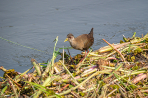 24.9.2022 - Moremi Khwai, Morning Walk, Black Crake (juvenile)