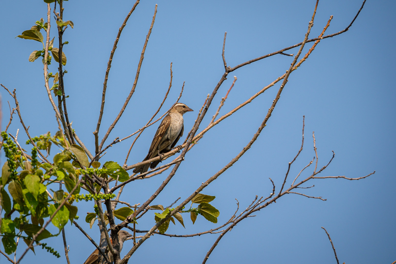 24.9.2022 - Moremi Khwai, Morning Walk, Yellow-throated Bush Sparrow (Augenbrauen-Sperling)
