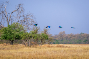 24.9.2022 - Moremi Khwai, Morning Walk, Lilac-breasted Roller