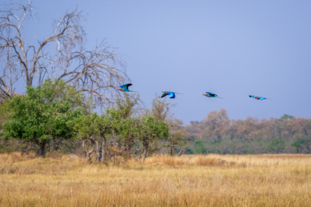 24.9.2022 - Moremi Khwai, Morning Walk, Lilac-breasted Roller