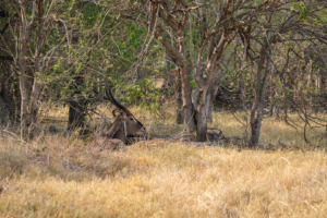 24.9.2022 - Moremi Khwai, Morning Walk, Suchbild ;-)