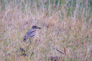 24.9.2022 - Old Bridge, Maun, Water Thick-knee (Wassertriel)