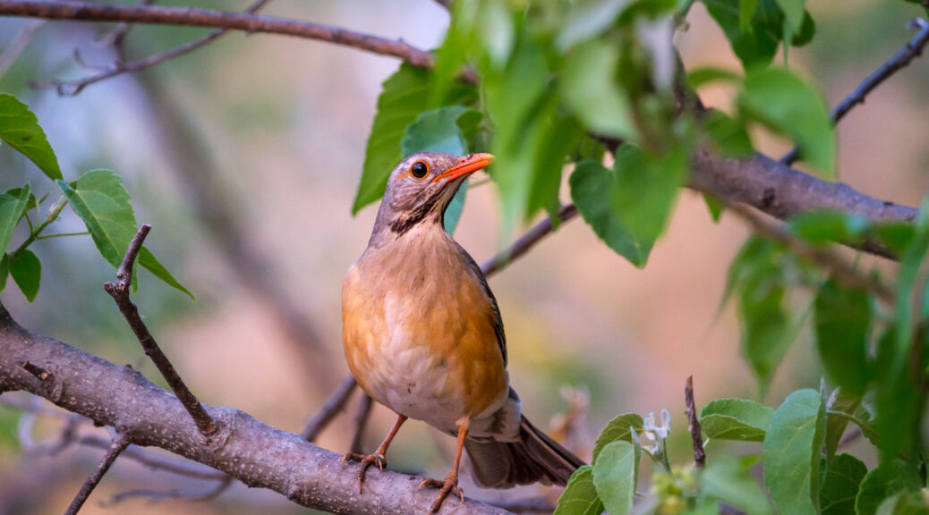 24.9.2022 - Old Bridge, Maun, Kurrichane Thrush (Rotschnabeldrossel)