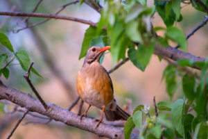 24.9.2022 - Old Bridge, Maun, Kurrichane Thrush (Rotschnabeldrossel)