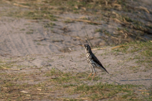 25.9.2022 - Old Bridge, Groundscraper Thrush (Akaziendrossel)