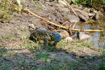 25.9.2022 - Der letzte Morgen im Old Bridge, Maun, Water Monitor