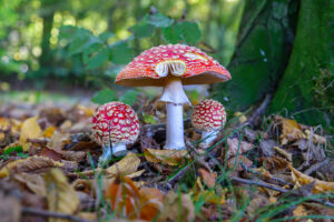 9.10.2022 - Aachener Wald, Fliegenpilz