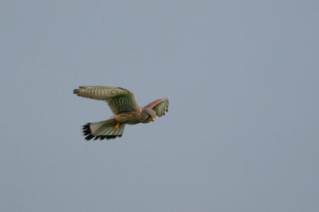 28.10.2022 - Vogelwanderung Orsbach, Turmfalke