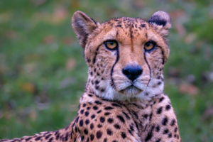 27.11.2022 - Tierpark Aachen, Gepard