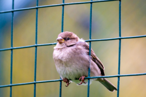 27.11.2022 - Tierpark Aachen, Spatz