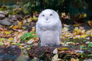 27.11.2022 - Tierpark Aachen, Schneeeule