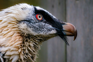 27.11.2022 - Tierpark Aachen, Bartgeier