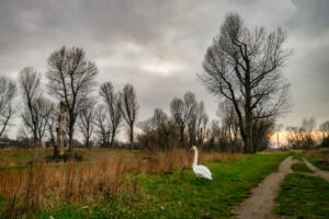 6.2.2023 - Düsseldorf Lörick, am Rhein