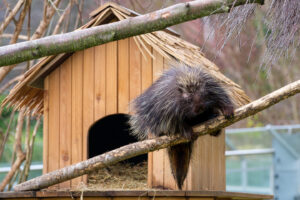 10.2.2023 - Tierpark, Ourson (nordamer. Baumstachler)