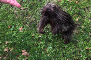 10.2.2023 - Tierpark, Ourson (nordamer. Baumstachler)