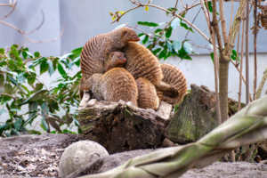 10.2.2023 - Tierpark, Zwergmanguste