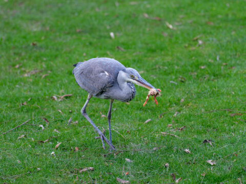 10.2.2023 - Tierpark, Graureiher