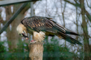 10.2.2023 - Tierpark, Bartgeier