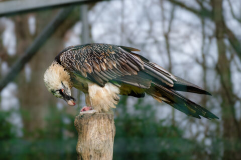 10.2.2023 - Tierpark, Bartgeier