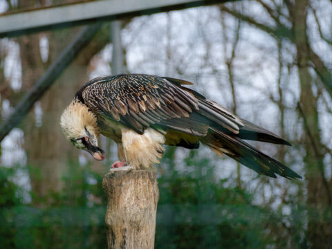 10.2.2023 - Tierpark, Bartgeier