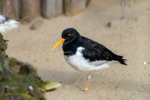 10.2.2023 - Tierpark, Austernfischer