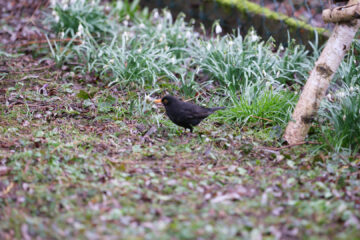 14.3.2023 - Vogelerkennung, f2,8, 1/800, AF-C, 4/1/C: Fehlfokus