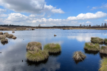 19.4.2023 - Brackvenn