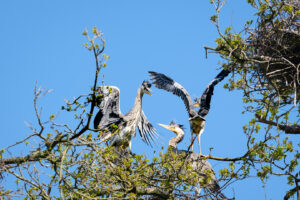 30.4.2023 - Aachener Tierpark, Graureiher