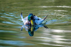 30.4.2023 - Aachener Tierpark, Stockente