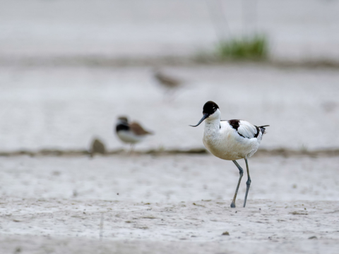 21.5.2023 - Radtour Damvix-Charron, Port du Pacé, Säbelschnäbler (Avocet)