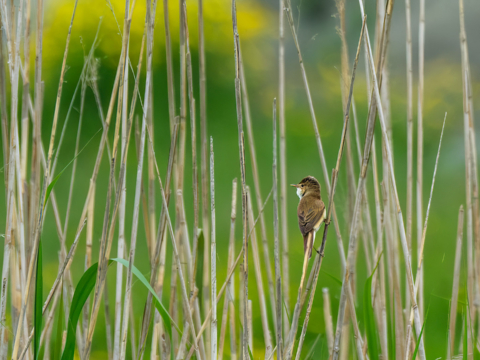 22.5.2023 - Marais de la Vacherie, Teichrohrsänger