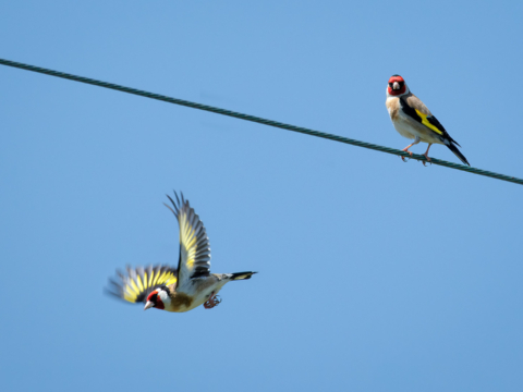 27.5.2023 - Vogelpirsch, Stieglitz