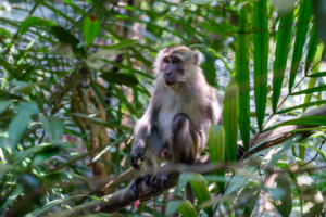 16.6.2023 - MacRitchie Reservoir, Long-tailed Macaque (Javaneraffe)