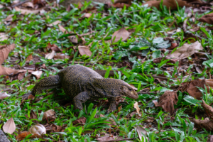 16.6.2023 - MacRitchie Reservoir, Monitor Lizard (Waran)