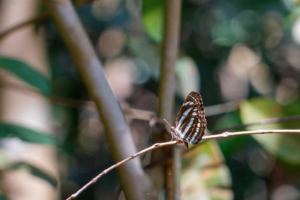 16.6.2023 - MacRitchie Reservoir, Grey Sailor (Neptis Leucoporos)