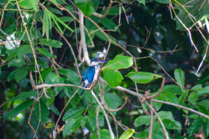 17.6.2023 - Sungei Buloh Wetlands, White-collared Kingfisher (Halsbandliest)