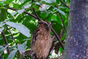 17.6.2023 - Sungei Buloh Wetlands, Malay Fish Owl (Sundafischuhu)