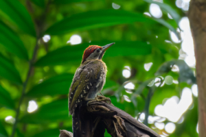 17.6.2023 - Sungei Buloh Wetlands, Laced Woodpecker (Netzbauchspecht)
