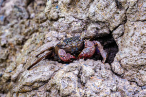 18.6.2023 - Pulau Ubin, Chek Jawa Wetlands, Tree Climbing Crab (Episesarma singaporense)