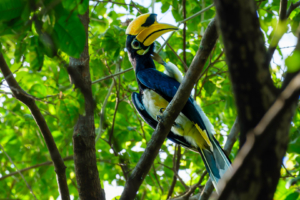18.6.2023 - Pulau Ubin, Oriental Pied Hornbill (Orienthornvogel)