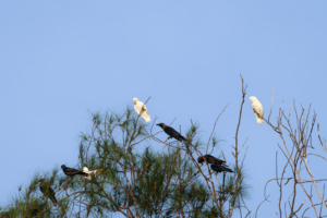 18.6.2023 - Pulau Ubin, Goffin&#039;s Cockatoo (Goffinkakadu), House Crow (Glanzkrähe) ... großer Streit
