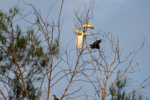 18.6.2023 - Pulau Ubin, Goffin´s Cockatoo (Goffinkakadu), House Crow (Glanzkrähe) ... großer Streit