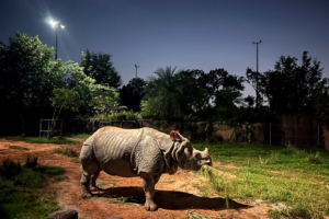 19.6.2023 - Night Safari, Indisches Nashorn