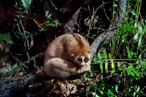 19.6.2023 - Night Safari, Slow Lori (Plumplori)