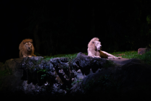 19.6.2023 - Night Safari, Afrikanische Löwen