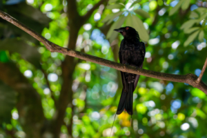 21.6.2023 - Bukit Timah Nature Reserve, Greater racket-tailed Drongo (Flaggendrongo)